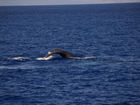 Humpback whale; Profile: admin; 