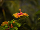 Hibiskus / Hibiscus;  Rowald ; © Rowald ;  Maui, Hawaii, USA; Profil: admin; 